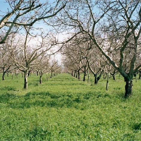 Ferrari Farms