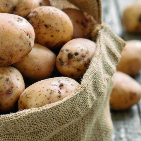 AARDAPPELHANDEL VINDEVOGEL - Products