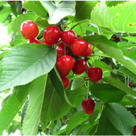 COMPANIA CHILENA DE LA FRUTA S A