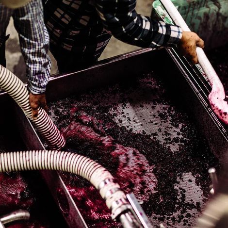 Frog's Leap Winery_Wine_Process1