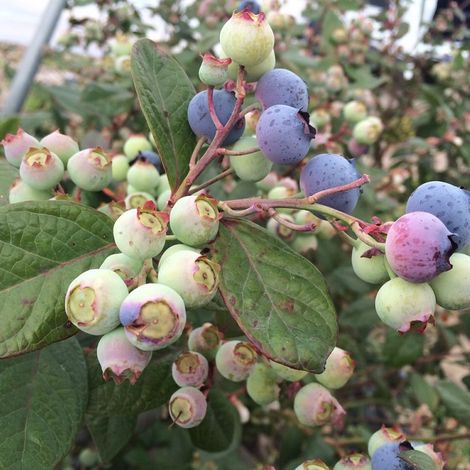 Green Valley Berries