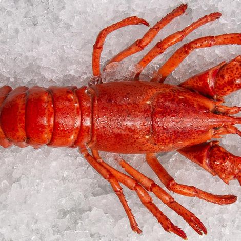 Westmorland Fisheries Ltd. - Lobster