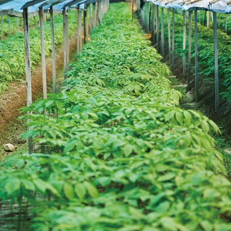 Ginseng Farm