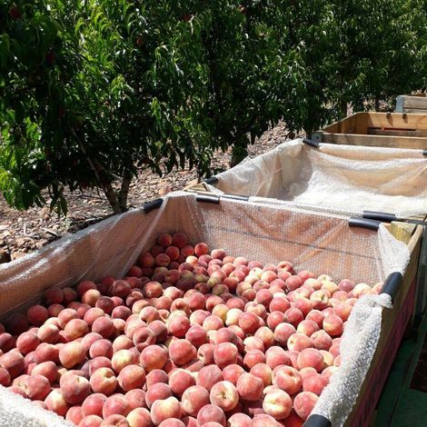 Graaff Fruit - Harvested Apples