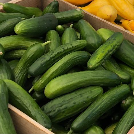 Twisted Root Organic Farm, LLC