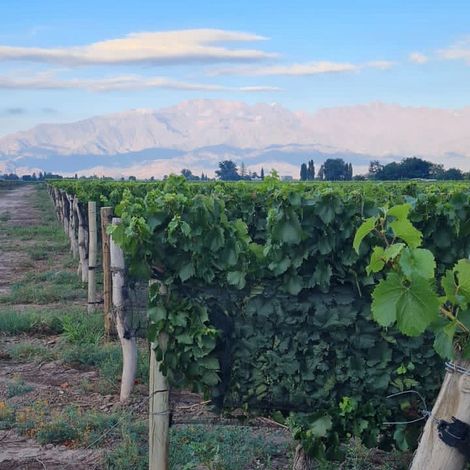 Bodega Cruzat - Vineyard