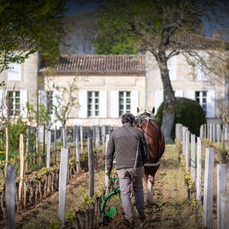 Château Berliquet's vineyards