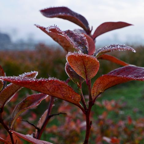 Baltic Berry Sp. z o.o.
