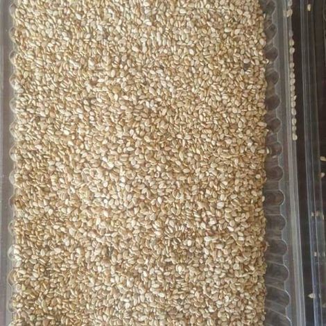 Whitish Humera Sesame