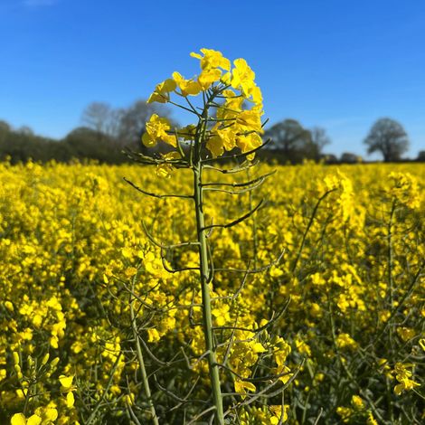 Yare Valley - Plantation