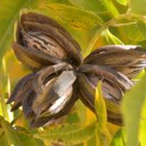 Pecan Global - Pecan Tree