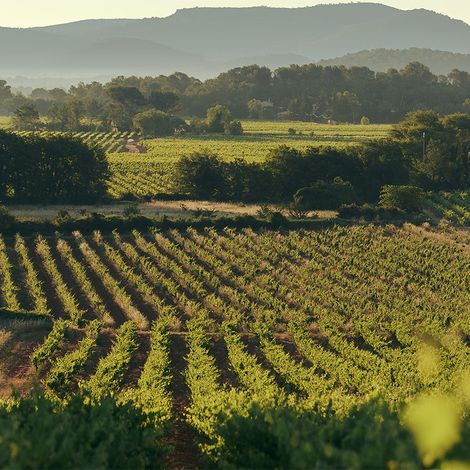 Domaine du Loou - Vin de Provence