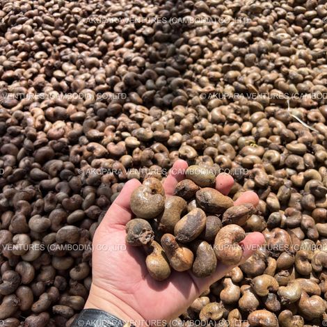 Raw Cashew nut - Origin: Cambodia