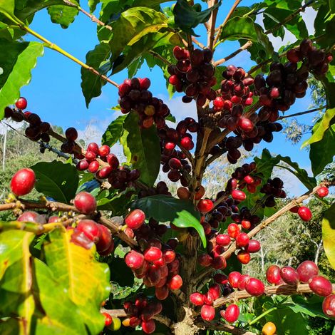 Gesha Coffee Plant