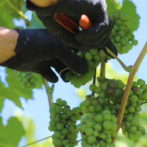 Picking from the vineyard