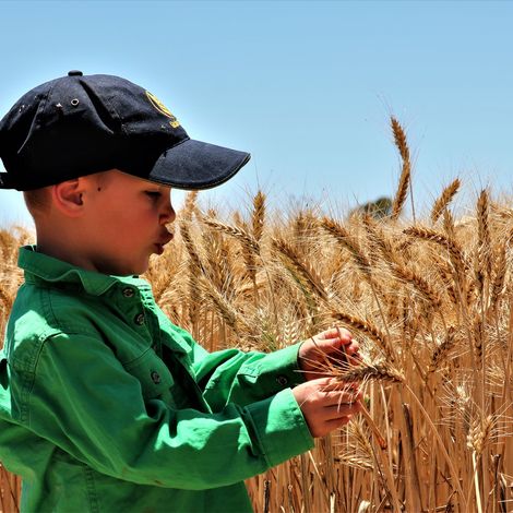Harvest