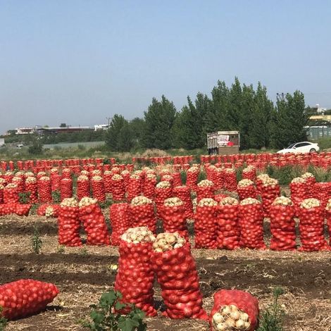 Ucler Tarim - Potato Harvest