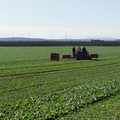The cutting stage