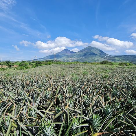 Durantas_Pineapple_Plantation_2