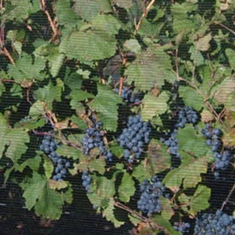 Chayee Bourras_Wines_Grapes