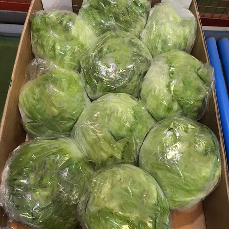 [SABAS]_[Lettuce iceberg]_[C10]