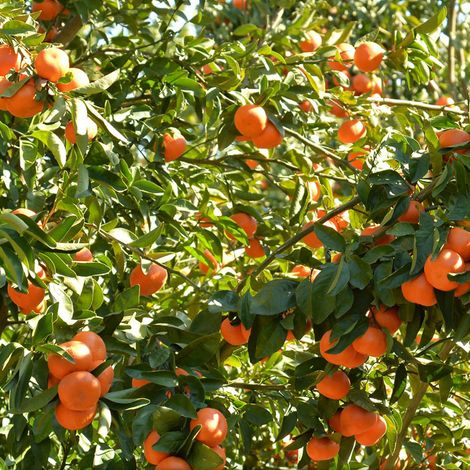 SNO TARIM VE ZIRAI ISLT / SNO CITRUS TURKEY