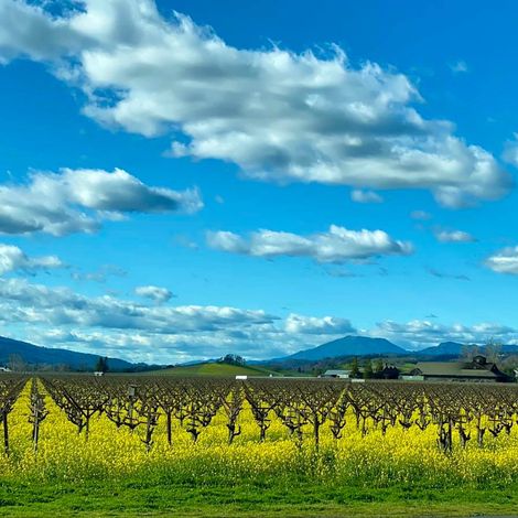 Honig Vineyard & Winery