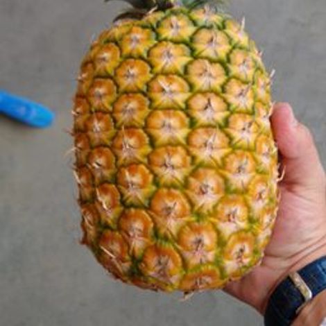 Colour 4 Pineapple