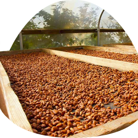 Dried Foods Peru S.A.C