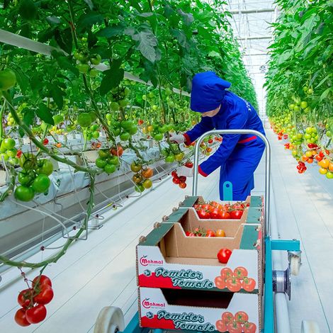 Eziz-Dag Tomato Collection
