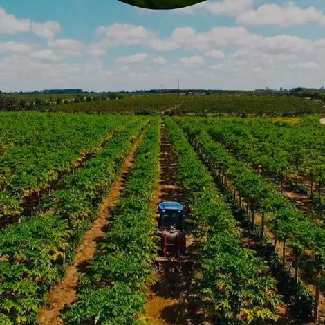 Interfruit - Plantation