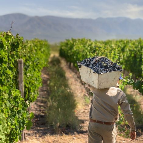 Nieto Senetiner - Vineyard