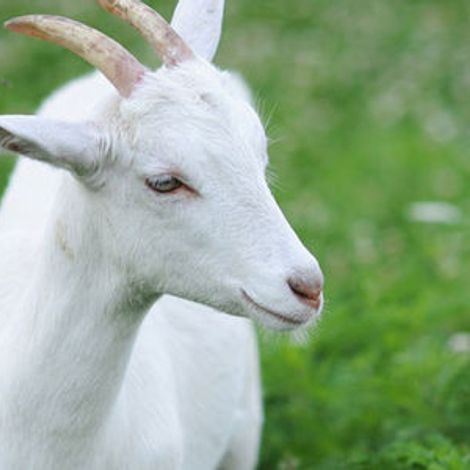 new-goat.f55aeefc.jpg