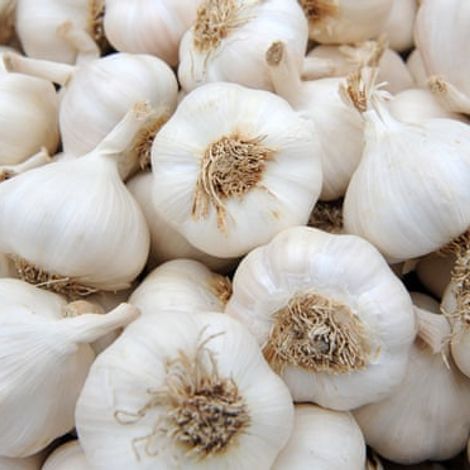 Healthy and well preserved Garlic that meet international standard