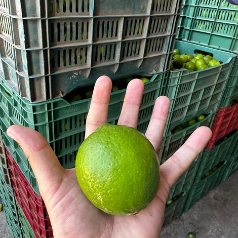 Persian Limes