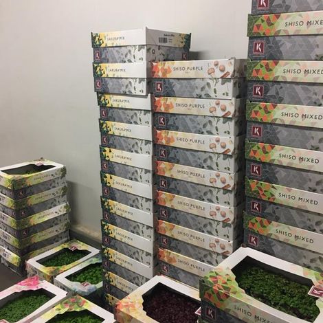 CS fruits - Packaged products