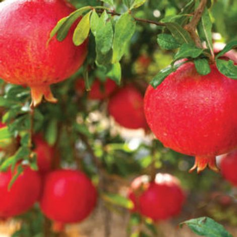 Fruit Drops
