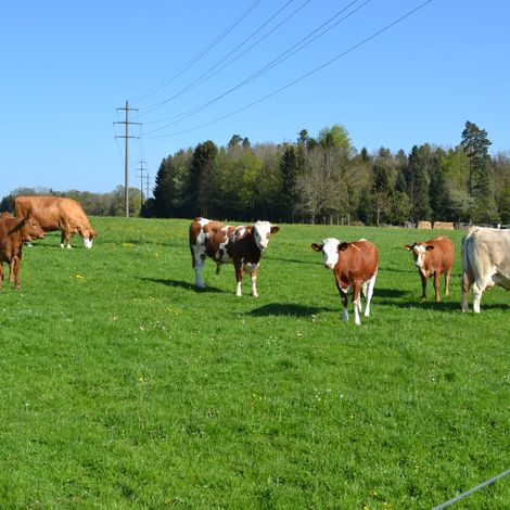 Lindenhof - Cattles