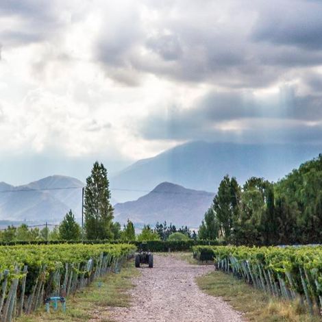 Finca el Origen - Vineyard