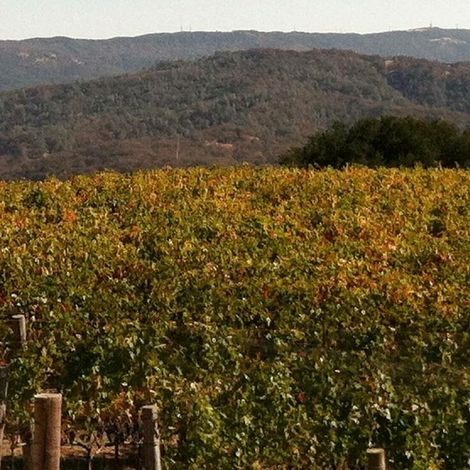 Alta Napa Valley.jpeg