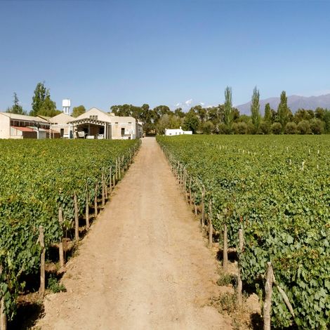 Bodegas San Huberto
