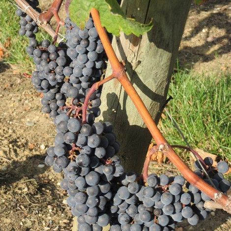 Château Destieux Grapes