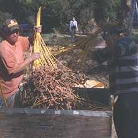 Harvest