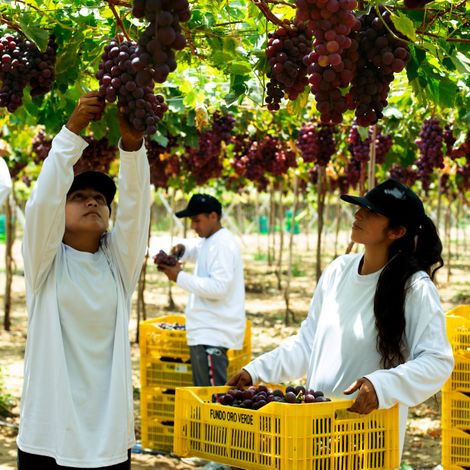 J & L Agroexportaciones S.A.C.