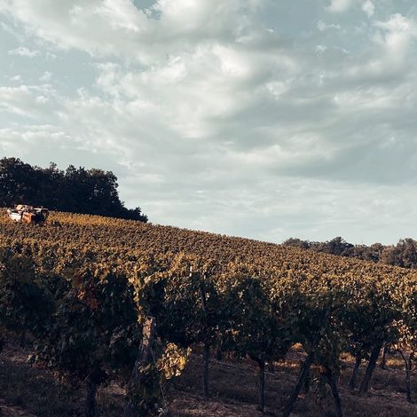 Château Haut-Garriga - Vineyard