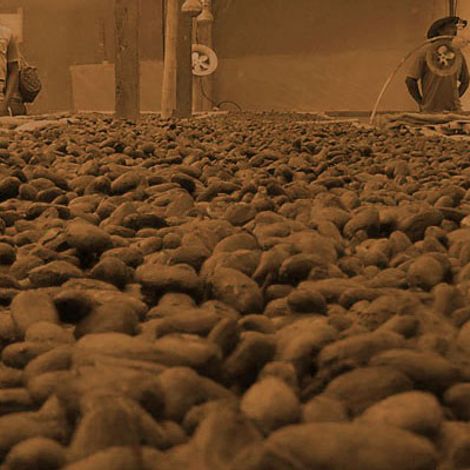 ASOCIACION NACIONAL CACAOTERA DE COLOMBIA
