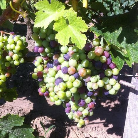 Château Bel-Air la Royère's grapes