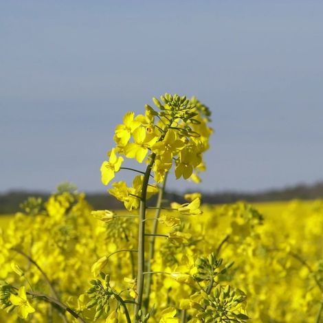 Rapeseed seeds