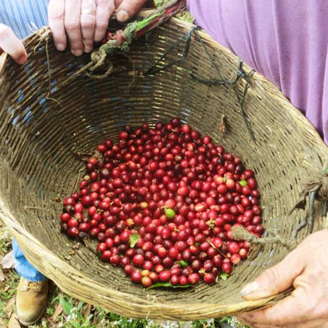 CASTANEDA DISTRIBUIDORES - Coffee Beans