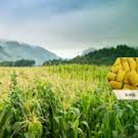 Hebei Deli Foodstuff Co., Ltd. - Plantation and Products